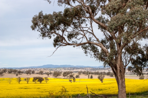 Canola